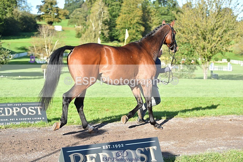 231022-103518-22586 - 491-CALCOURT.LEONARDO-Sophie.Westmore-TrotUp+SJ