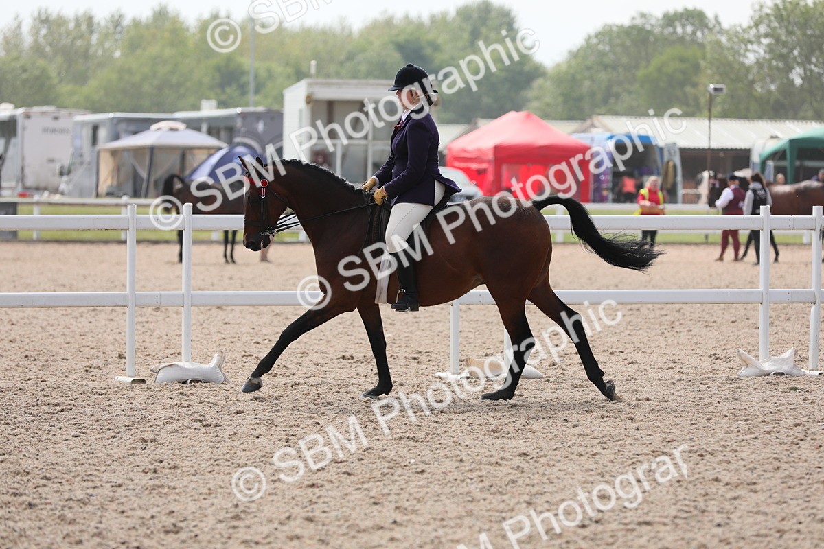 SBM_15606 - Class 311 Ridden Show Pony/ Show Hunter Pony