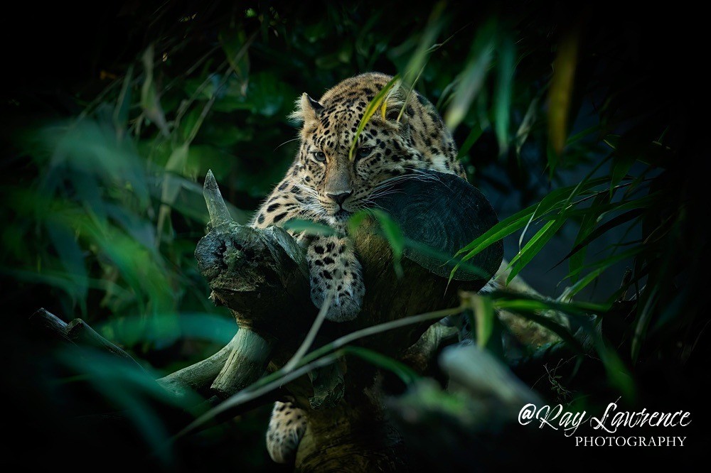 Amur Leopard -RLP_0508 - Vulnerable and Beyond