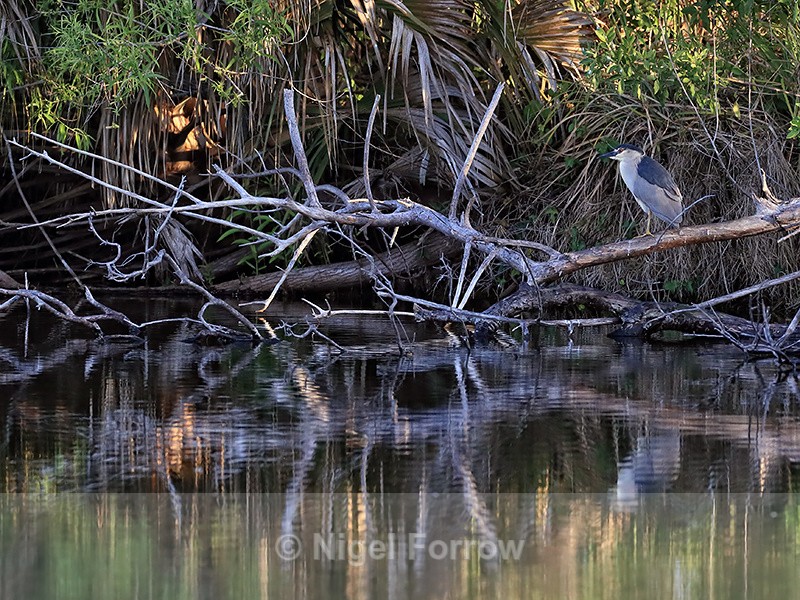 Black-crowned Night-Heron perched early morning, Venice Rookery - Black-crowned Night-Heron