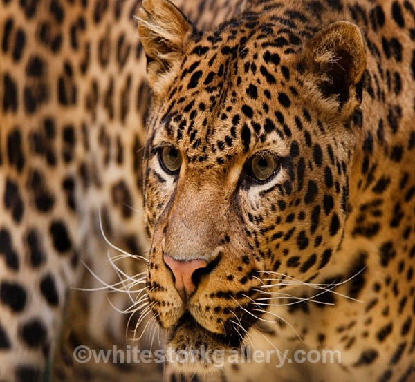 Leopard - Wildlife and Animals
