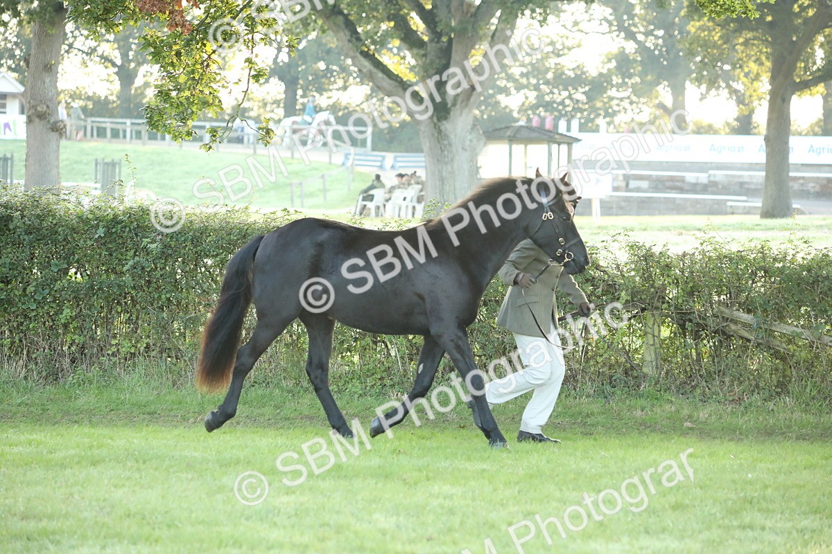 SBM_57817 - S42 - Youngstock