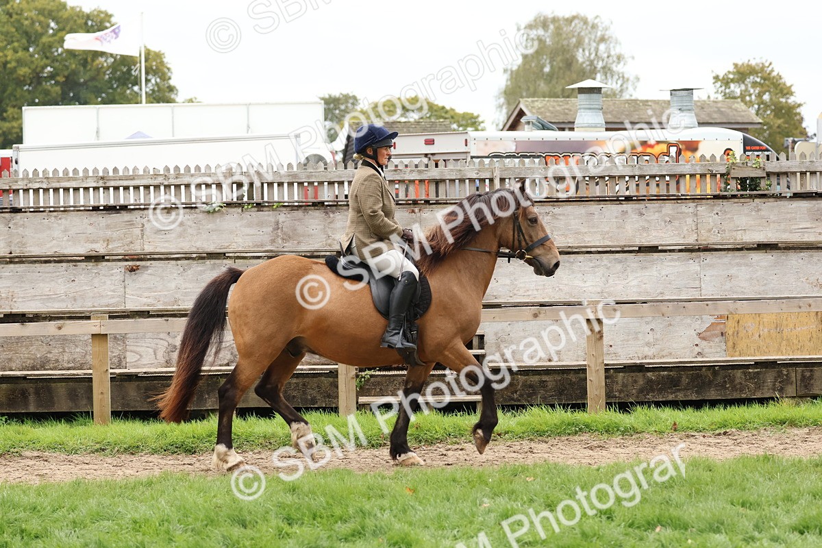 SBM_69543 - S62 - Mountain & Moorland Ridden Large Breeds