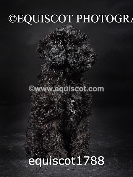 equiscot1788 - BONNIE