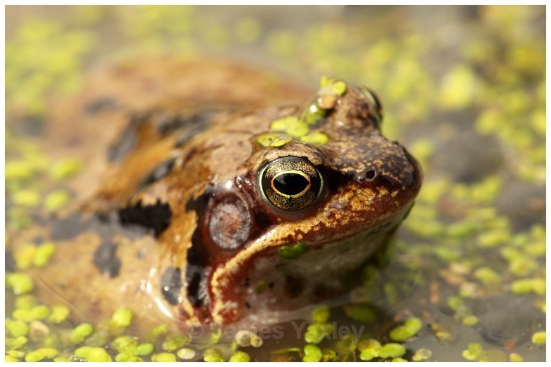 Frog and Duck Weed - Amphibians