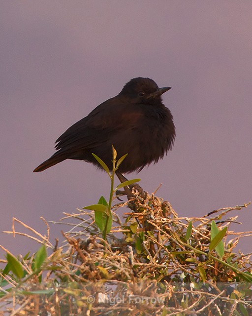 Sooty Chat (female) perched on top of a bush - Sooty Chat