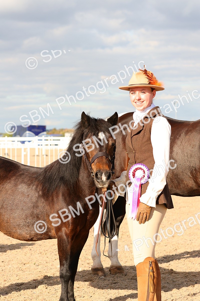 SBM_18433 - Class 318 - IH Part Bred Horse Pony