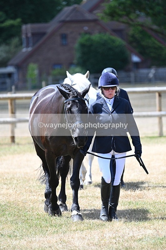 WJ7_2293 - Class 5a Most Handsome Gelding in hand (above 14.2hh)