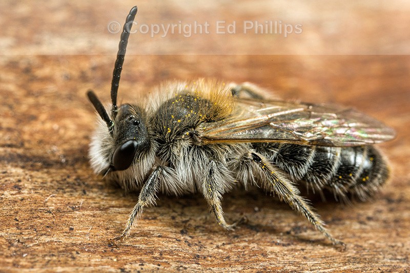 Andrena barbilabris (m)