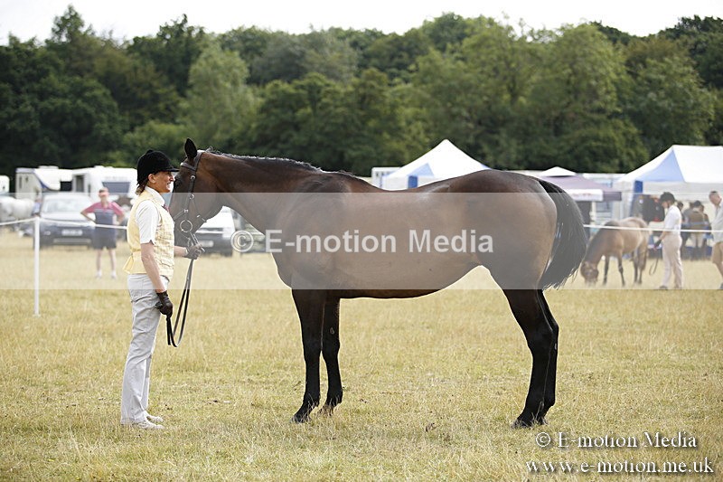 _C7A9403 - BVRC Sow 2018 Ring 2