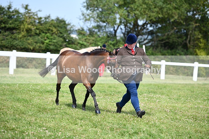 DSC_8360 - Class 68: Part Bred In Hand M & M