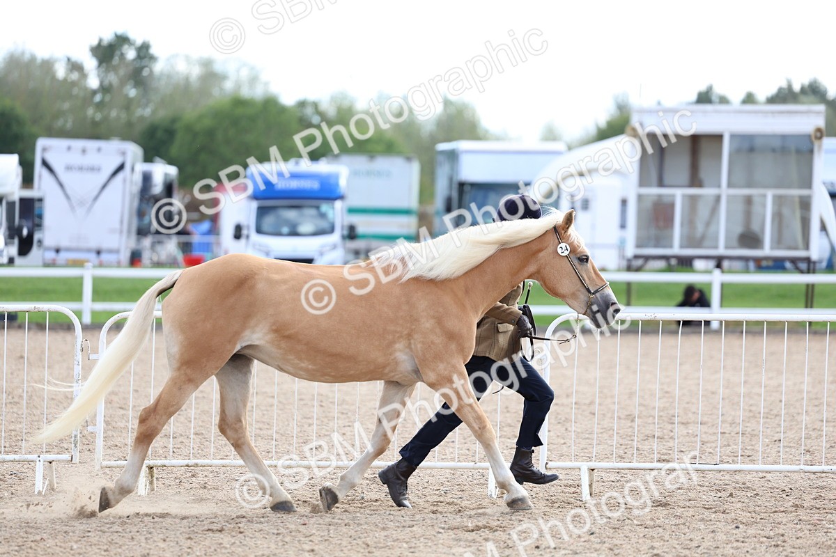 SBM_18696 - Class 317 - IH Pure Bred Horse-Pony