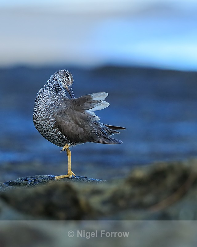 Wandering Tattler preening, Ke'e Beach, Kauai - Wandering Tattler