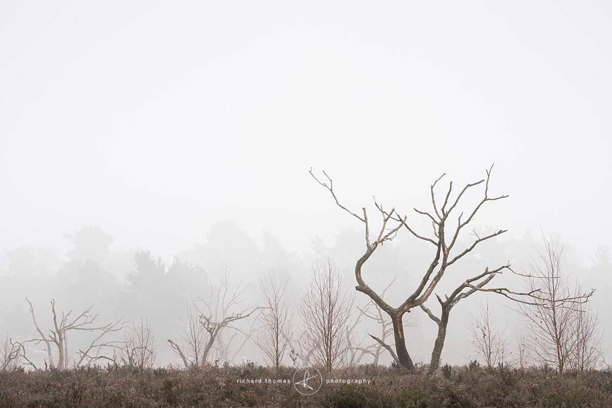  - Charred Mist
