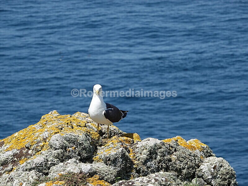 DSC00419 - Skomer 2019