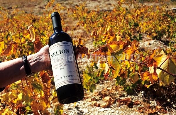 Wine in situ - Autumn