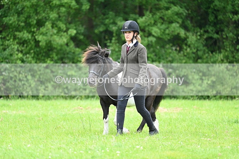 WJ7_3829 - Class 14A Handsome Gelding