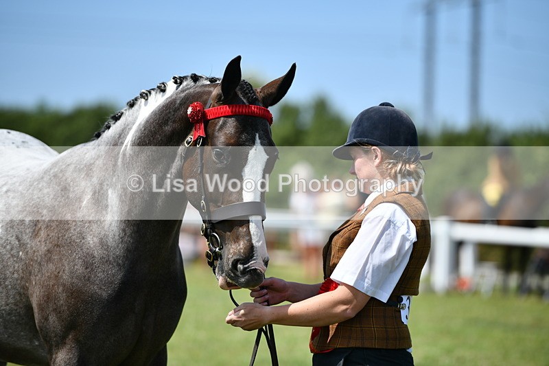 DSC_7943 - Coloured Horse In Hand Championship