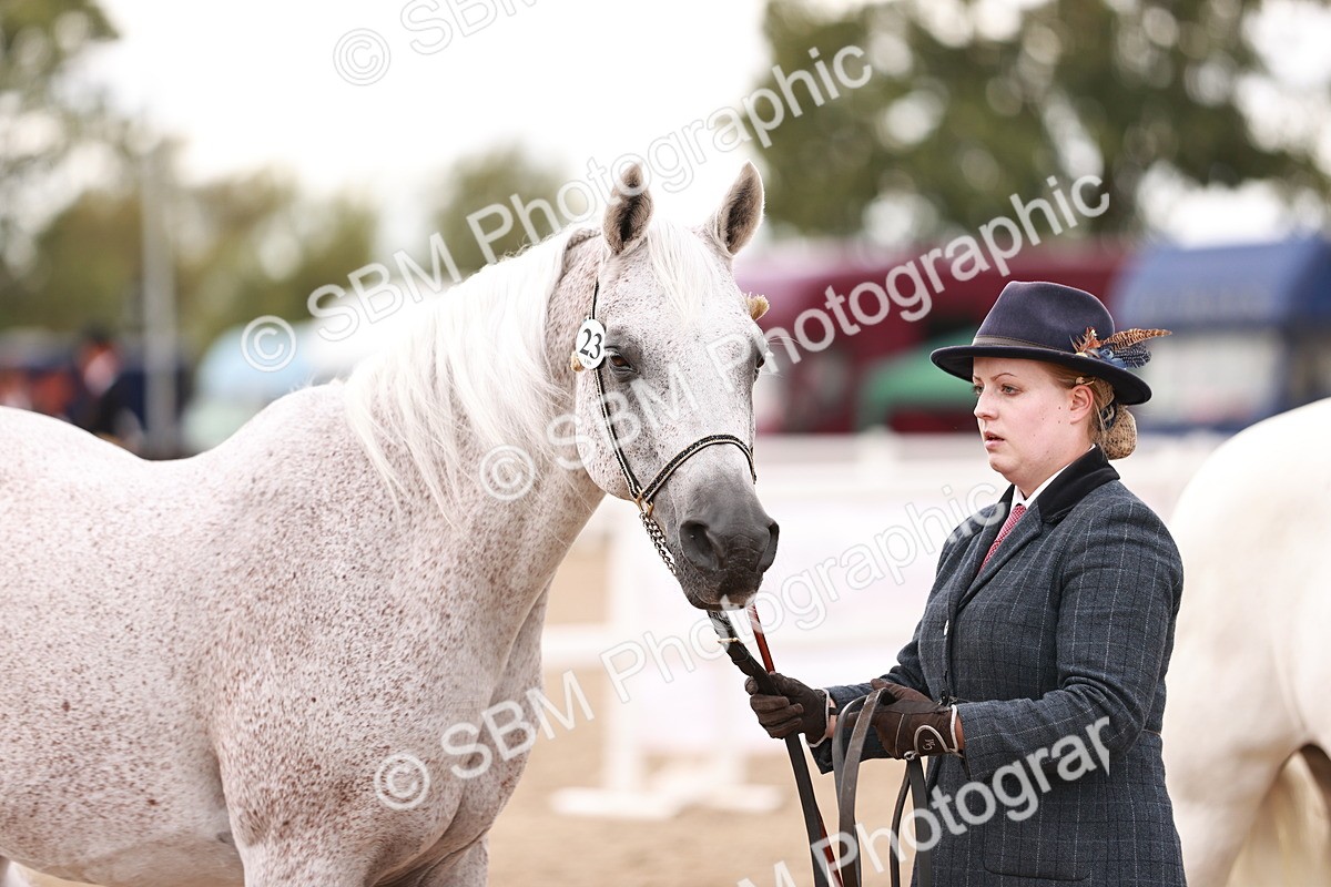SBM_16202 - Class412 - Handsome Gelding (IH  or Ridden) Adult