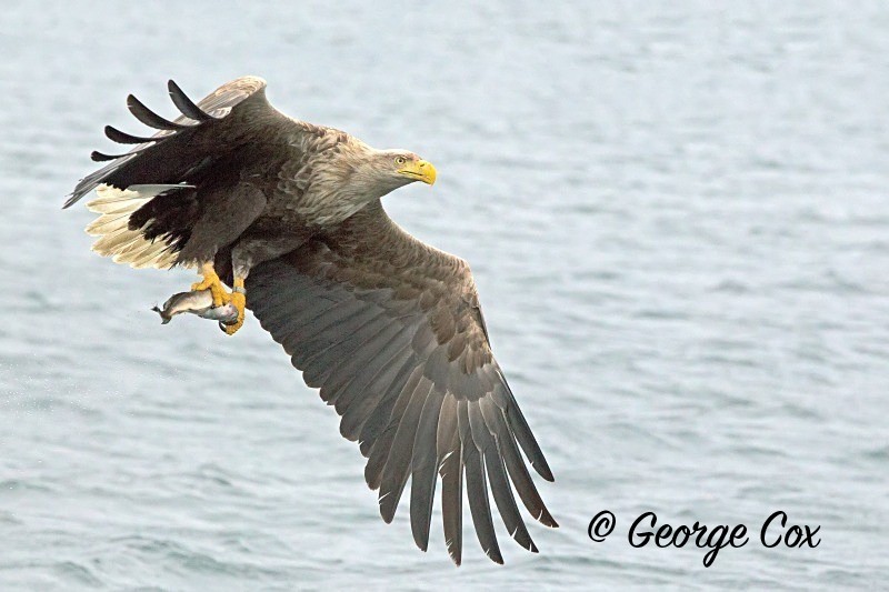 sea-eagle-fishing - Birds in Flight
