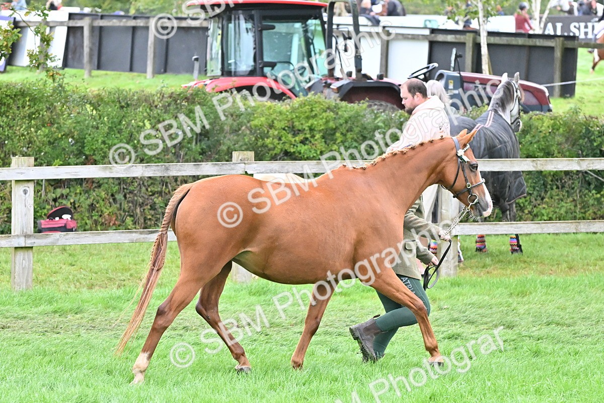 SBM_57560 - S46 - Part Bred Arab & Native Pony In Hand