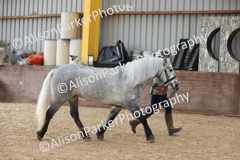 20251109-1054 - Class 28 - Mares 4 Years and over