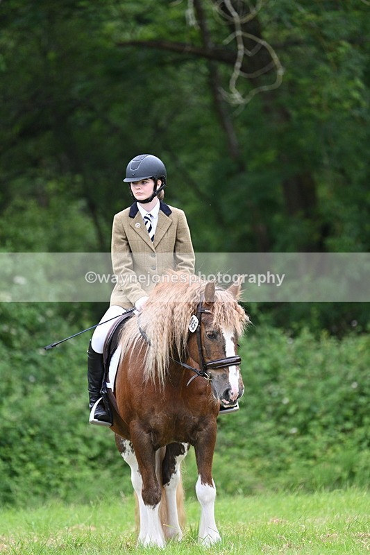 WJ7_4410 - Class 14B Prettiest Mare