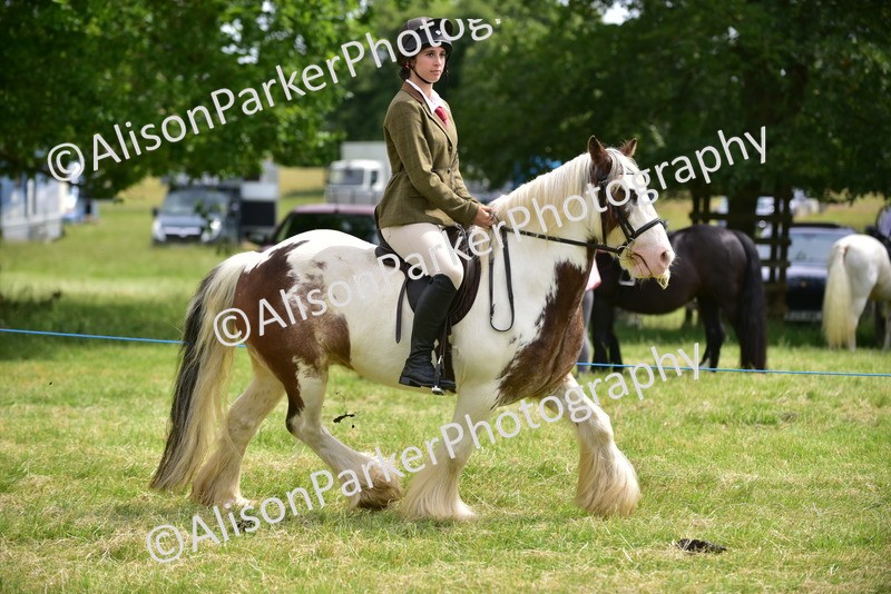 20260614-3975 - Class 16 - Handsome Gelding