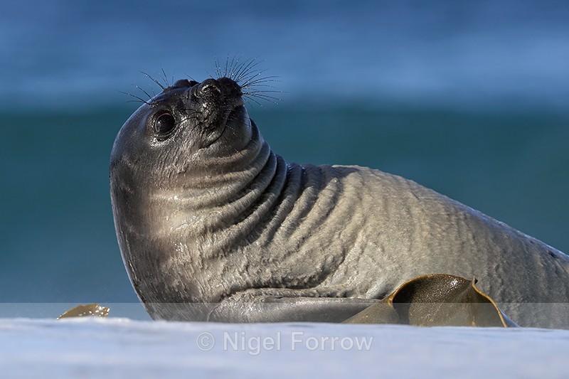 Southern Elephant Seal on sea shore, Sea Lion Island, The Falklands - Seal