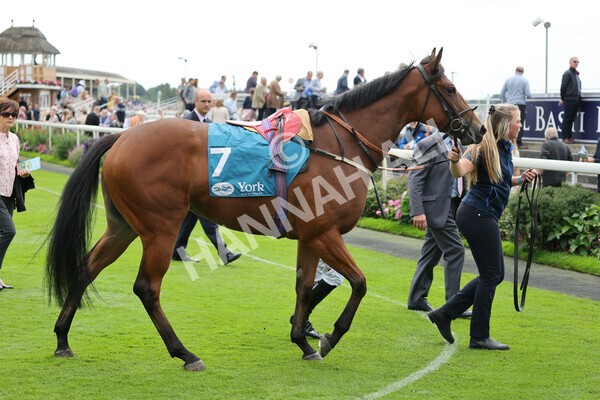 yr04092022r1-13 - Race 1 1.45pm IRE Incentive, It Pays To Buy Irish EBF Novice Stakes