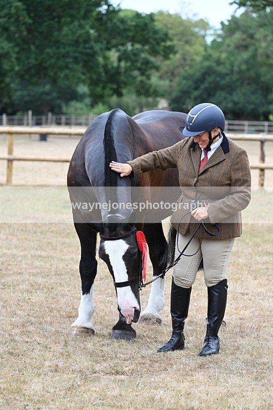 WJ7_0184 - Class 5a Most Handsome Gelding (above 14.2hh)