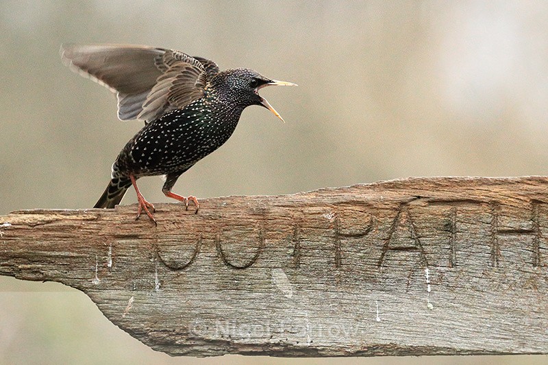 Starling with raised wings, Otterbourne, Hampshire - Starling