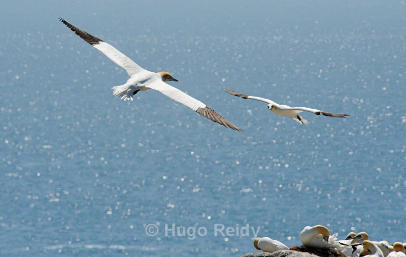  - Saltee Islands Birdlife