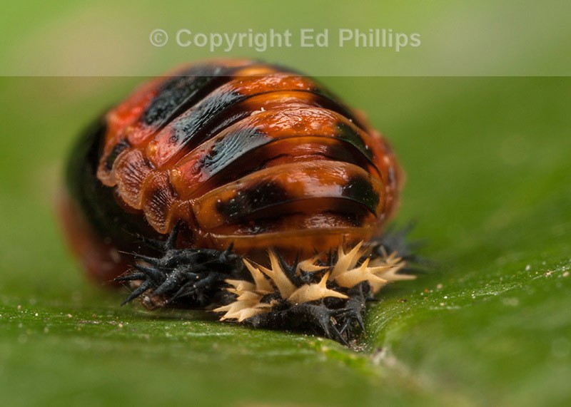 Harlequin Pupa