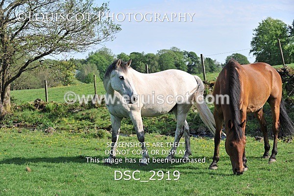 DSC_2919 - ARCHIVE REQUEST - Quincy and Guinness