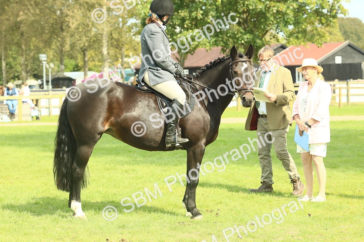 SBM_66637 - S34 - Rehabilitated Rescue Horse & Pony In Hand & Ridden
