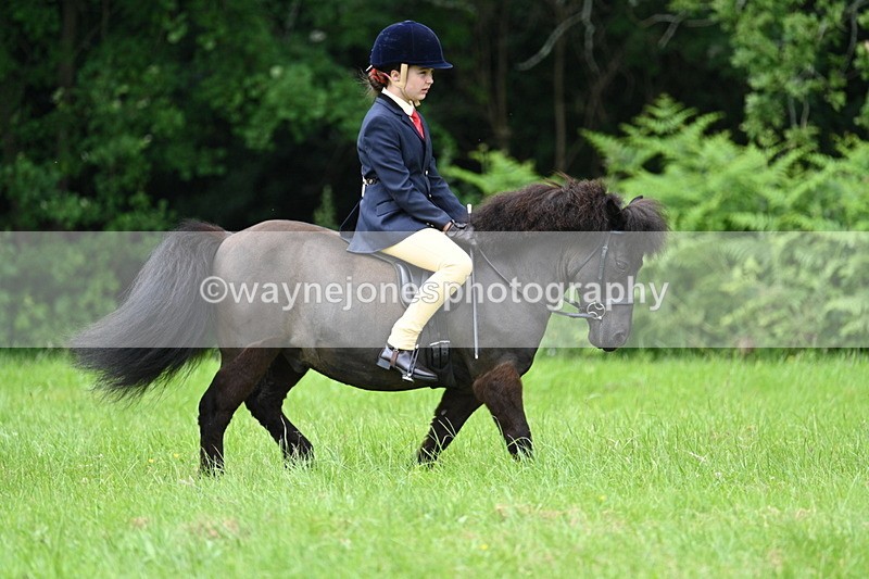 WJ7_3900 - Class 14A Handsome Gelding