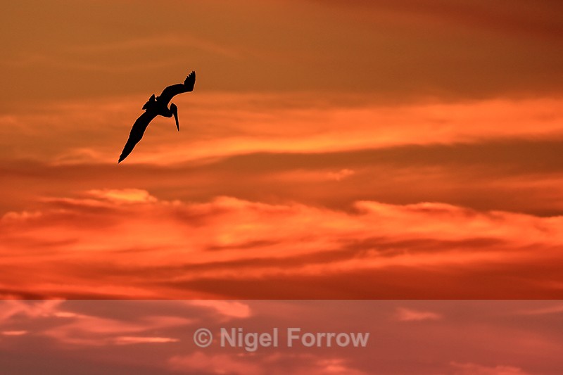 Silhouette of Brown Pelican diving, Fort De Soto, Florida - Brown Pelican