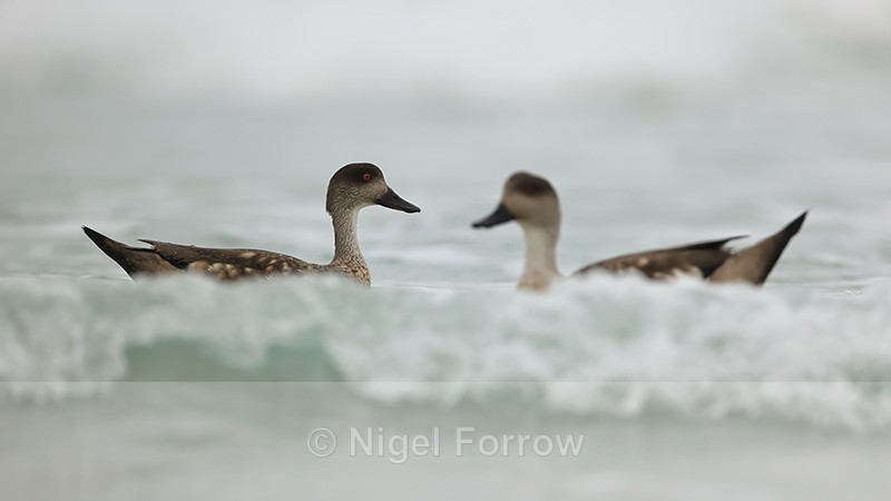 Crested Duck pair, Saunders Island, Falklands - Crested Duck