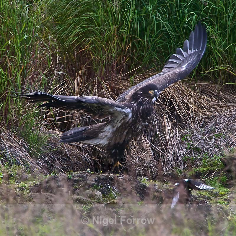 Bald Eagle (juvenile) chases off a Magpie - Bald Eagle