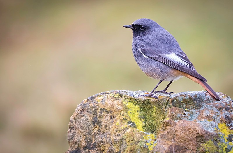 black redstart 1 - REDSTARTS 2025