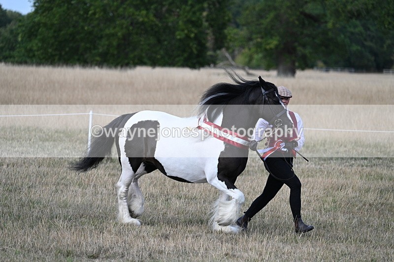 WJ7_8429 - In-hand Championship