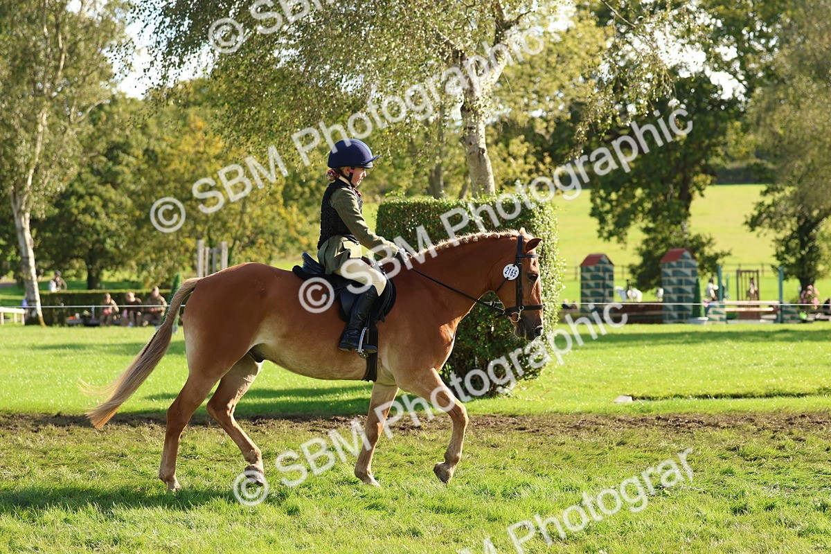 SBM_52375 - S13 - Pony Club Pony
