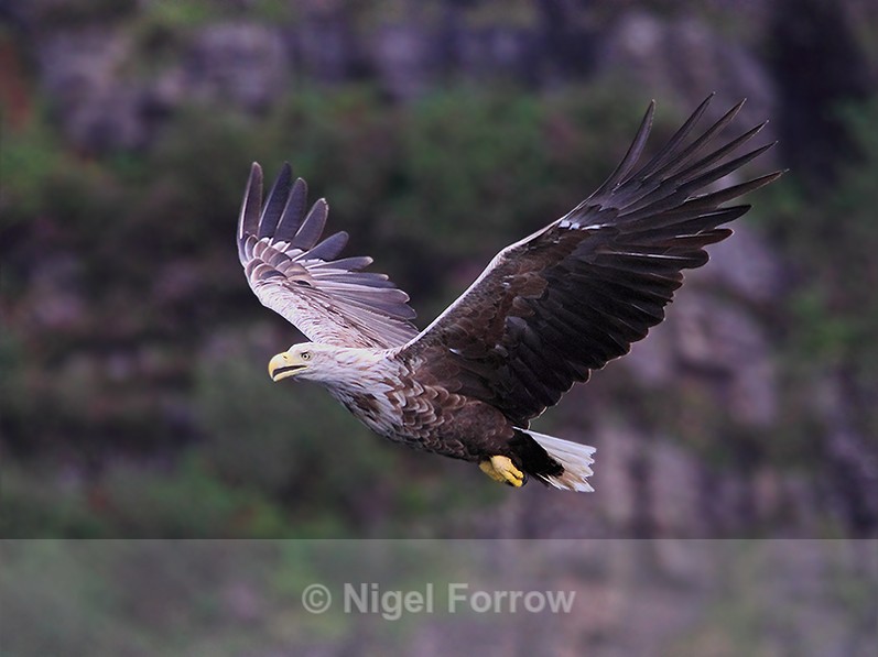 White-tailed Eagle in flight on the coast of Mull - White-tailed Sea-Eagle