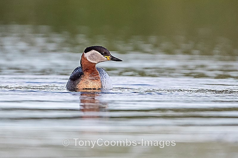 Red-necked Grebe - Danube Delta