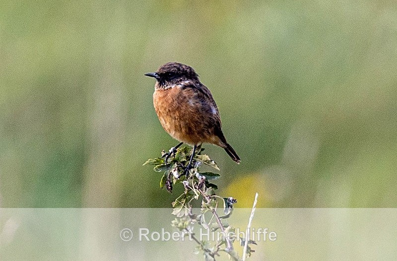 Male Stonechat - Blank Cards
