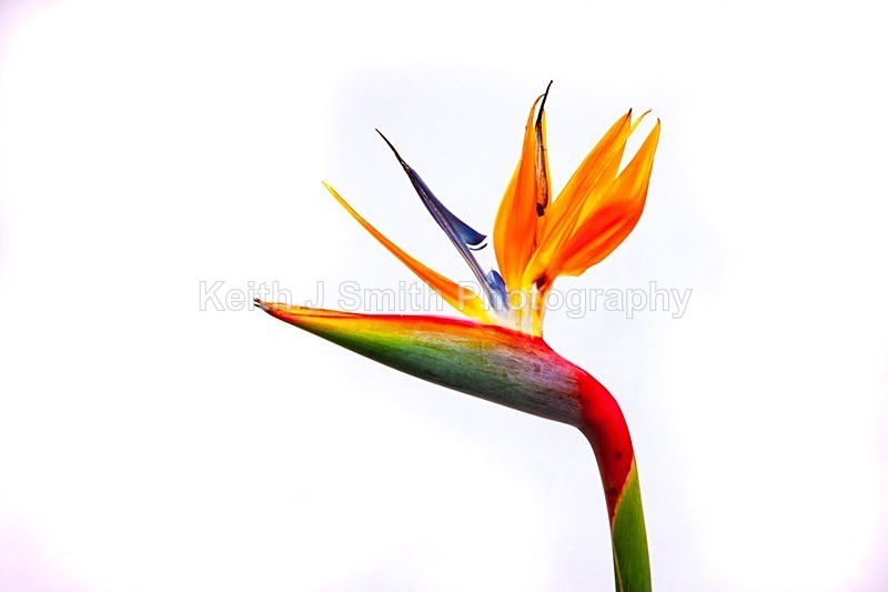 9SKJ2664 - Studio Still Life