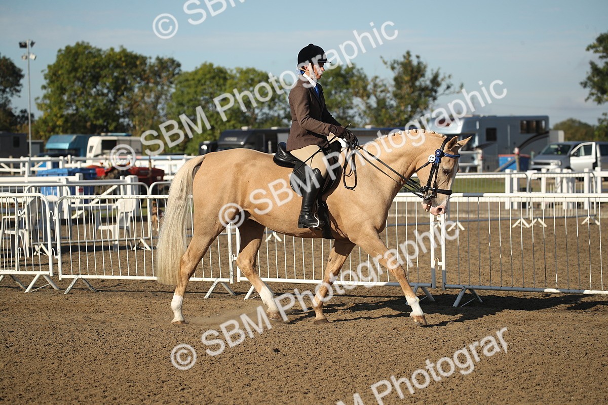 SBM_11254 - Class 501 -Riding Club Pony