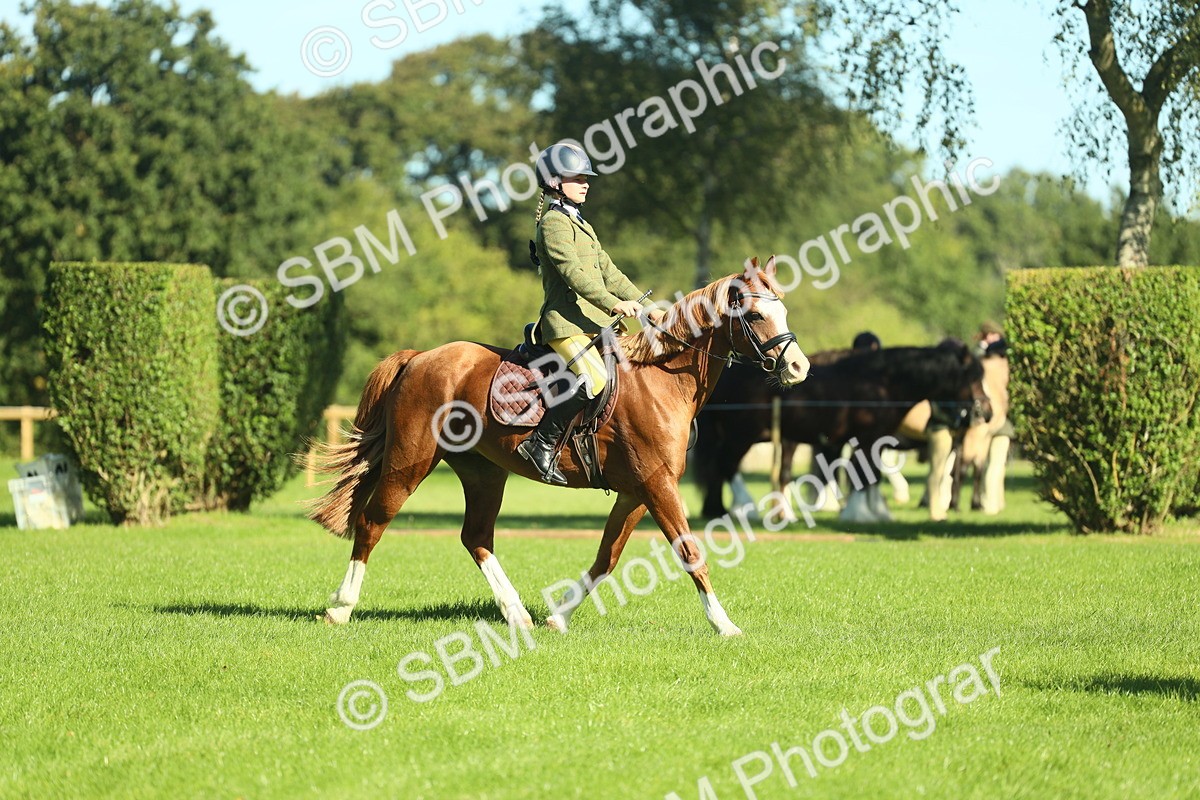 SBM_37435 - S29 - Novice & Newcomers Working Hunter Pony