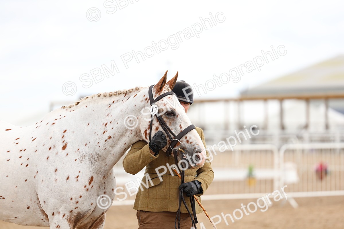 SBM_04506 - Class 26 - IH Foreign Breeds - Part Bred